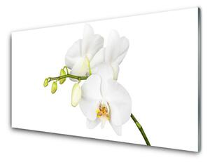 Sklenený obklad Do kuchyne Orchidea kvety príroda 125x50 cm