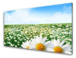 Sklenený obklad Do kuchyne Sedmokrásky kvety lúka pole 125x50 cm