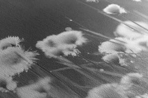 Obraz bavlnená tráva v čiernobielom prevedení