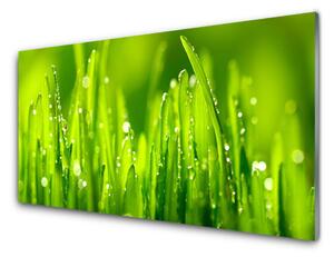 Sklenený obklad Do kuchyne Zelená tráva kvapky rosy 125x50 cm