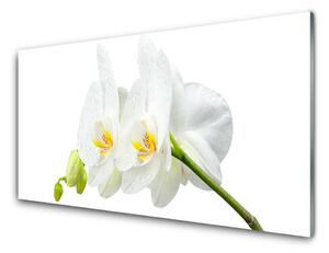 Skleneny obraz Plátky kvet bíla orchidea 125x50 cm
