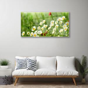 Skleneny obraz Sedmokráska rastlina príroda 125x50 cm