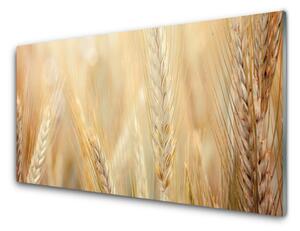 Sklenený obklad Do kuchyne Pšenica rastlina príroda 100x50 cm