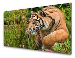 Sklenený obklad Do kuchyne Tiger zvieratá 120x60 cm