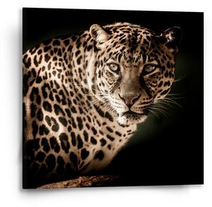 Sablio Obraz Leopard - 50x50 cm