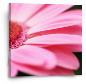Sablio Obraz Ružová gerbera - 50x50 cm