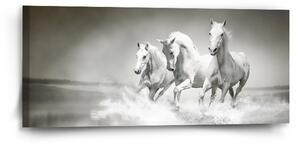 Sablio Obraz Biele kone - 110x50 cm