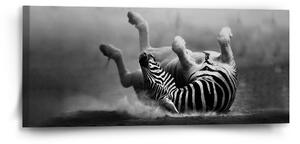 Sablio Obraz Váľajúca sa zebra - 110x50 cm