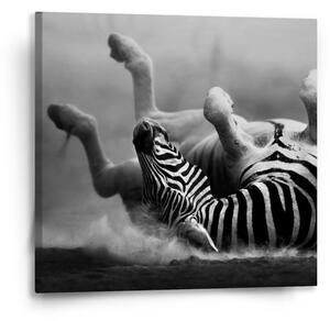 Sablio Obraz Váľajúca sa zebra - 50x50 cm