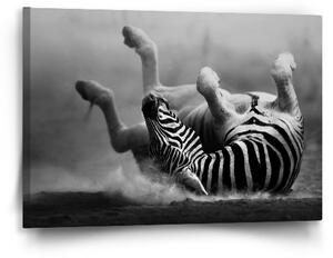 Sablio Obraz Váľajúca sa zebra - 60x40 cm