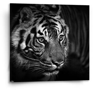 Sablio Obraz Čierno-biely tiger - 50x50 cm