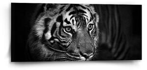 Sablio Obraz Čierno-biely tiger - 110x50 cm