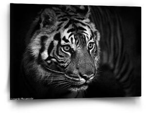 Sablio Obraz Čierno-biely tiger - 60x40 cm