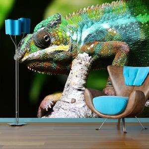 Sablio Tapeta Chameleón - 125x75 cm