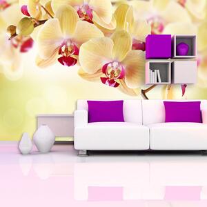 Sablio Tapeta Orchidea 2 - 336x220 cm