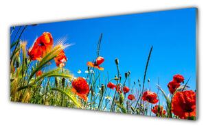 Sklenený obklad Do kuchyne Kvety maky pole trávy 125x50 cm