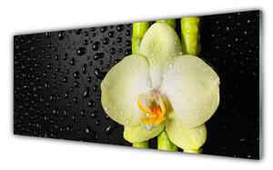 Sklenený obklad Do kuchyne Bambus kvet orchidea 125x50 cm