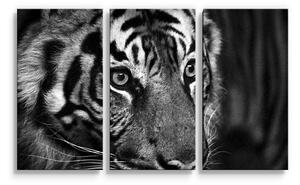 Sablio Obraz - 3-dílný Čiernobiely tiger - 120x80 cm