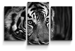 Sablio Obraz - 3-dílný Čiernobiely tiger - 75x50 cm