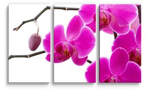 Sablio Obraz - 3-dílný Fialové Orchidey - 120x80 cm