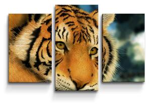 Sablio Obraz - 3-dílný Tiger - 75x50 cm