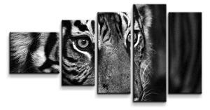 Sablio Obraz - 5-dílný Čiernobiely tiger - 100x60 cm