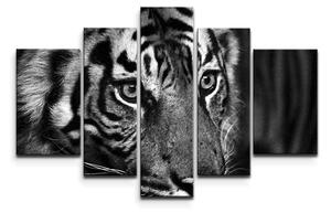 Sablio Obraz - 5-dílný Čiernobiely tiger - 125x90 cm