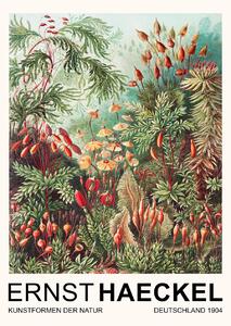 Obrazová reprodukcia Muscinae–Laubmoose / Rainforest Plants (Vintage Academia) - Ernst Haeckel, (30 x 40 cm)