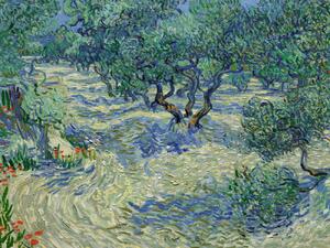 Umelecká tlač Olive Orchard - Vincent van Gogh, (40 x 30 cm)