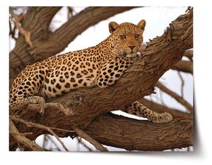 Sablio Plagát Leopard 2 - 60x40 cm