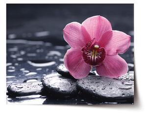 Sablio Plagát Orchidea - 60x40 cm