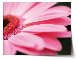 Sablio Plagát Ružová gerbera - 60x40 cm