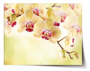 Sablio Plagát Orchidea 2 - 60x40 cm