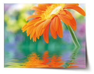Sablio Plagát Oranžová gerbera - 60x40 cm