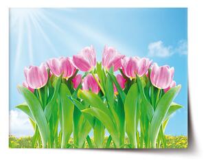 Sablio Plagát Ružové Tulipány - 60x40 cm