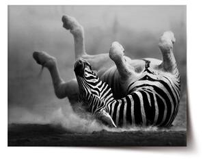 Sablio Plagát Váľajúca sa zebra - 60x40 cm