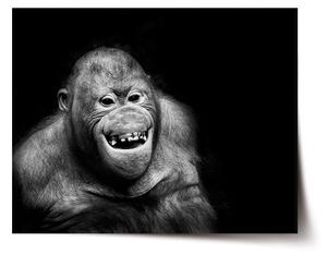Sablio Plagát Orangután - 60x40 cm
