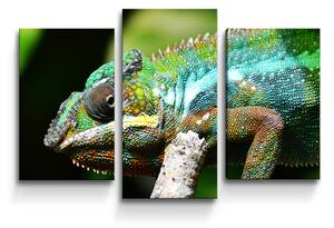 Sablio Obraz - 3-dílný Chameleón - 75x50 cm