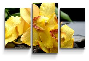 Sablio Obraz - 3-dílný Žltá Orchidey - 75x50 cm