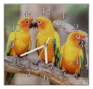 Nástenné hodiny papagáj 30x30cm XXV - plexi