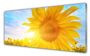 Sklenený obklad Do kuchyne Slnečnica kvet slnko 125x50 cm
