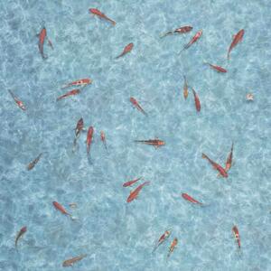 PVC podlaha MOONLIGHT RYBY KOI