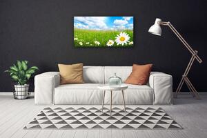 Obraz na plátne Sedmokráska tráva príroda 100x50 cm