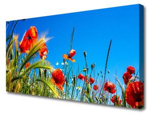 Obraz Canvas Kvety maky pole trávy 125x50 cm