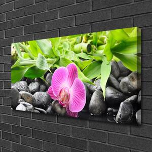 Obraz Canvas Kvety orchidea kamene zen 100x50 cm