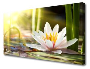 Obraz Canvas Kvet vodné lilie 100x50 cm