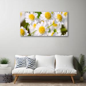 Obraz Canvas Kvety sedmokráska príroda 100x50 cm