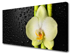 Obraz Canvas Bambus kvet orchidea 100x50 cm
