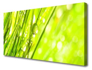 Obraz Canvas Príroda kvapky tráva 100x50 cm