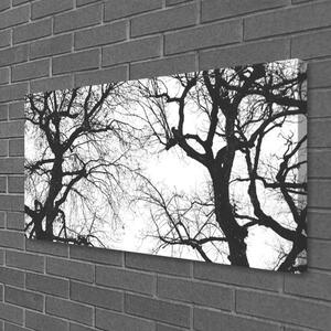 Obraz Canvas Stromy príroda čiernobiely 100x50 cm